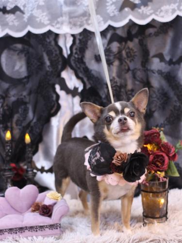 20231021メルくん